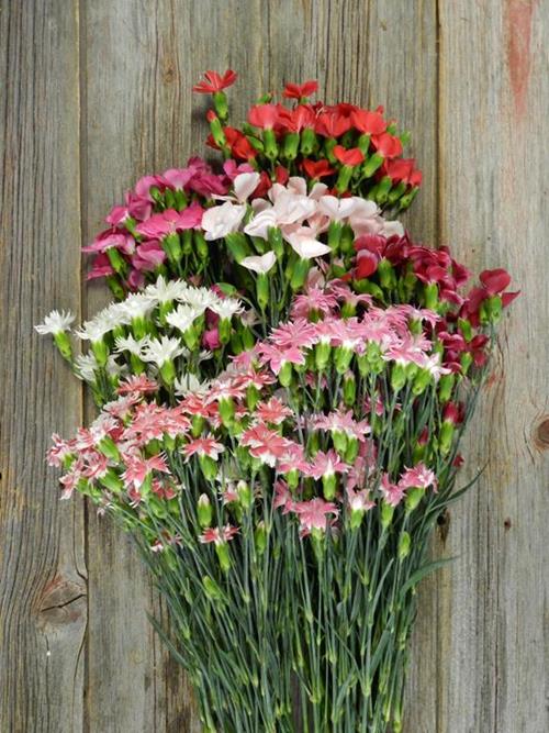 STAR AND SOLO MIO ASSORTED DIANTHUS COMBO BOX